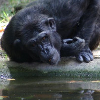Parc Zoològic de Barcelona