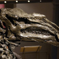 Museum voor Natuurwetenschappen
