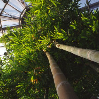 Botanische Tuin