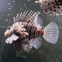 Aquadom en Sea Life