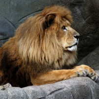 London Zoo