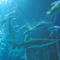 London Aquarium