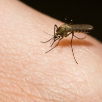 Malaria