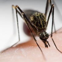 Oorzaak malaria