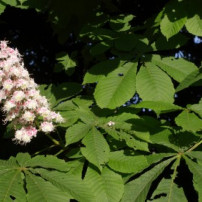 Natuurlijke remedies tegen aambeien