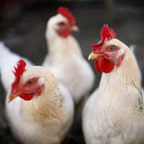 Oorzaken van vogelgriep