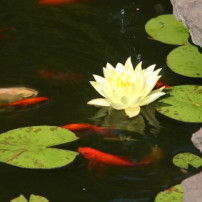 Locatie van de vijver in de tuin