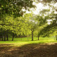 Bomen in Central Park