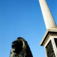 Leeuw en zuil op Trafalgar Square