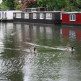 Ganzen in Little Venice