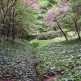 Begroeiiing in het Parque El Capricho