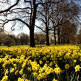Bloemen in St. James’s Park