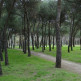 Bomen in het Casa de Campo