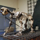 Geraamte in het Museo de Ciencias Naturales