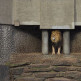 Leeuw in Artis