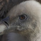 Gier in Artis