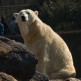 IJsbeer uit de Zoologischer Garten