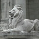 Leeuw aan de New York Public Library