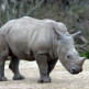 Neushoorn in de Bronx Zoo