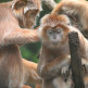 Aapjes in de Bronx Zoo