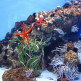 Zeesterren in L’aquarium