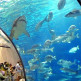 Haaien in L’aquarium