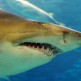 Haai in L’aquarium