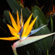 Bloem in de Botanische Tuin