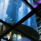 Bassin in Aquadom en Sea Life