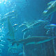 Vissen in het London Aquarium