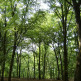 Bomen in het Grunewald