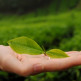 Bijwerkingen groene thee