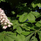 Natuurlijke remedies tegen aambeien