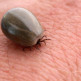 Behandeling ziekte van Lyme
