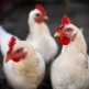 Oorzaken van vogelgriep