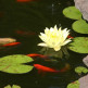 Locatie van de vijver in de tuin
