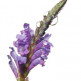 De zin of onzin van Bachbloesems